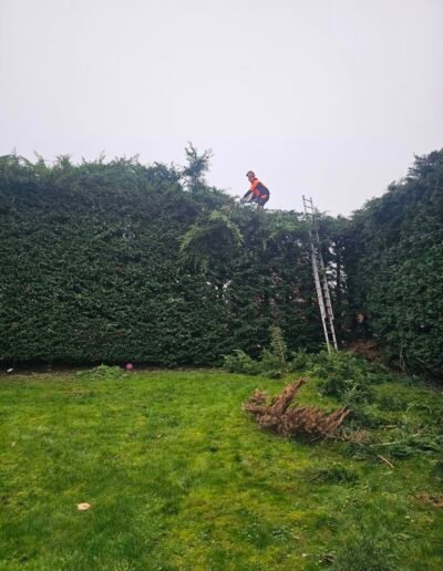 Hedge cutting services -Gold Leaf Grantham
