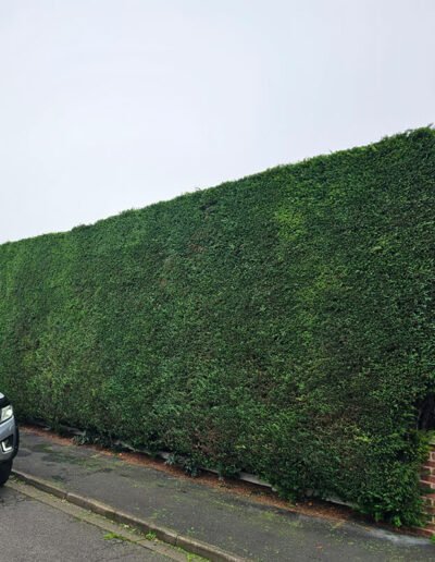 Hedge Cutting in Nottingham -Gold Leaf Trees and Landscaping Service