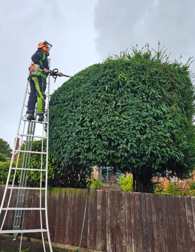 Hedge Cutting in Oakham -Gold Leaf Trees and Landscaping Service