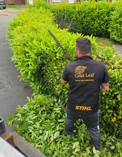 Hedge Cutting in Spalding and Boston -Gold Leaf Trees and Landscaping Service