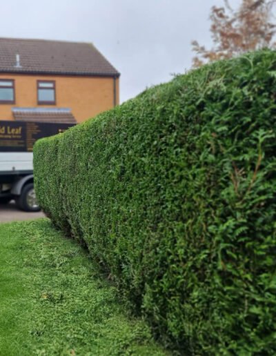 Hedge Cutting in Peterborough -Gold Leaf Trees and Landscaping Service