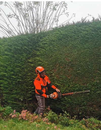 Hedge Cutting in Licoln -Gold Leaf Trees and Landscaping Service
