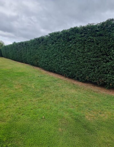 Hedge Cutting in Grantham -Gold Leaf Trees and Landscaping Service
