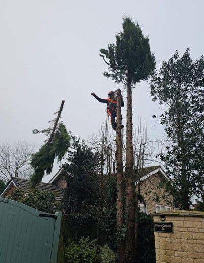 Tree Surgeon in Grantham - Gold Leaf Trees and Landscaping Services