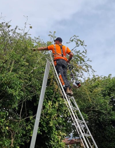 Tree Surgery in Grantham - Gold Leaf Trees and Landscaping Services