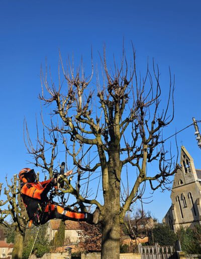 Tree Surgery in Lincoln - Gold Leaf Trees and Landscaping Services