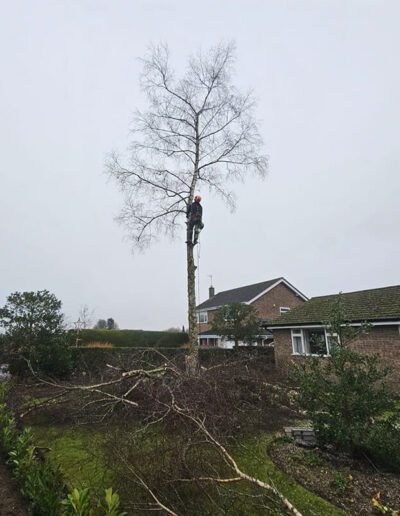 Tree Surgery in Peterborough - Gold Leaf Trees and Landscaping Services