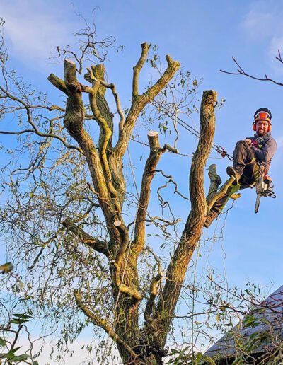 Tree Surgery in Nottingham - Gold Leaf Trees and Landscaping Services