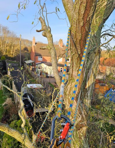 Tree Surgery in Wyberton - Gold Leaf Trees and Landscaping Services