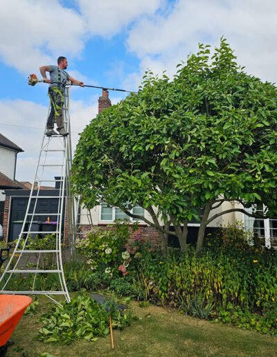 Tree Surgery in Kirton - Gold Leaf Trees and Landscaping Services