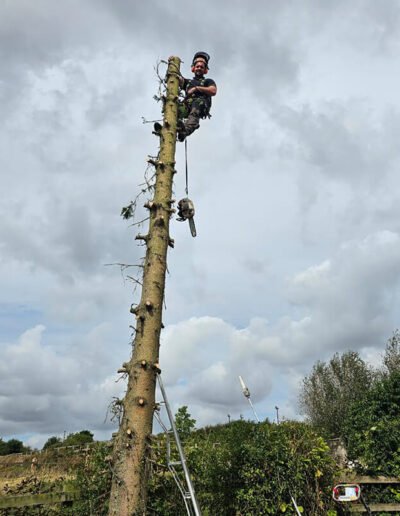 Tree Surgery in Boston - Gold Leaf Trees and Landscaping Services