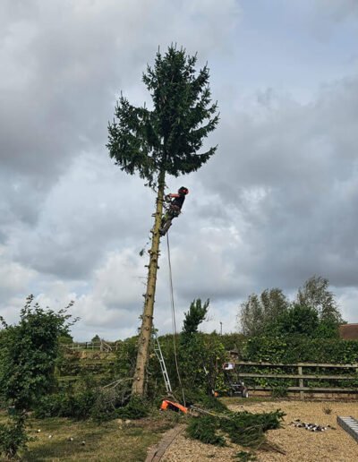 Tree Surgery in Oakham - Gold Leaf Trees and Landscaping Services