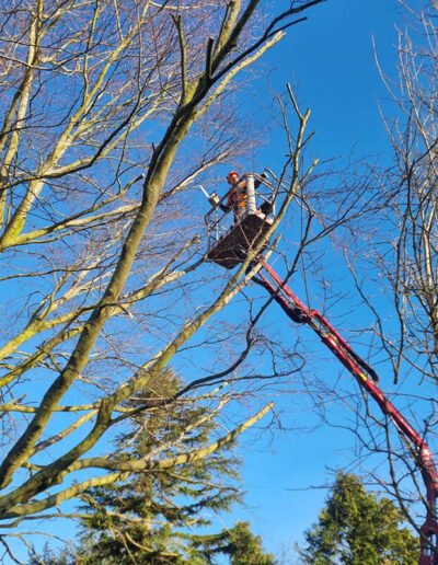 Tree Surgery in Spalding - Gold Leaf Trees and Landscaping Services