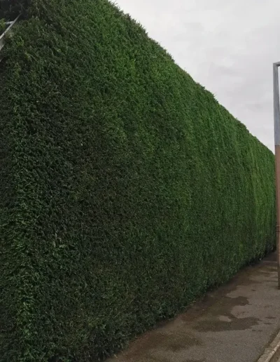 Hedge Cutting in Stamford -Gold Leaf Trees and Landscaping Service