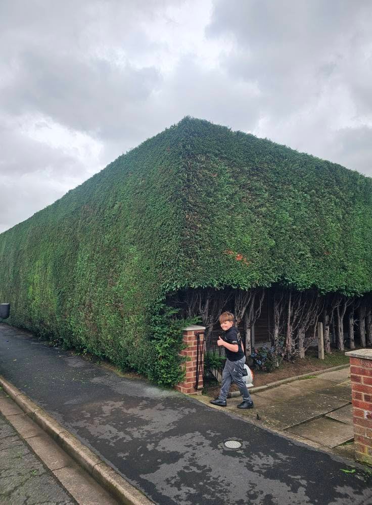 Professional hedge cutting and trimming services in Grantham