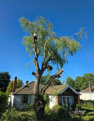 Professional Tree Surgeon & Tree Surgery Services in Grantham