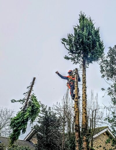 Professional Tree Surgeon in Lincoln | Tree Surgery Services